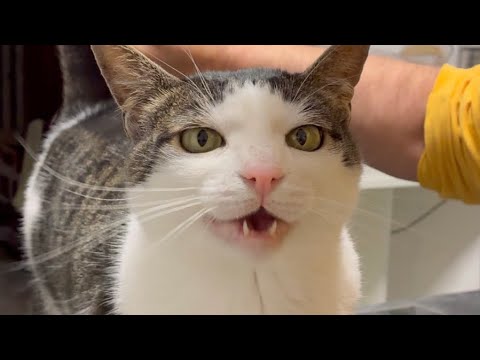 Crunchycat - chatting
