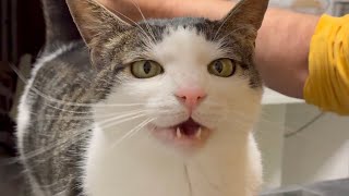 Crunchycat - chatting with Grandpa