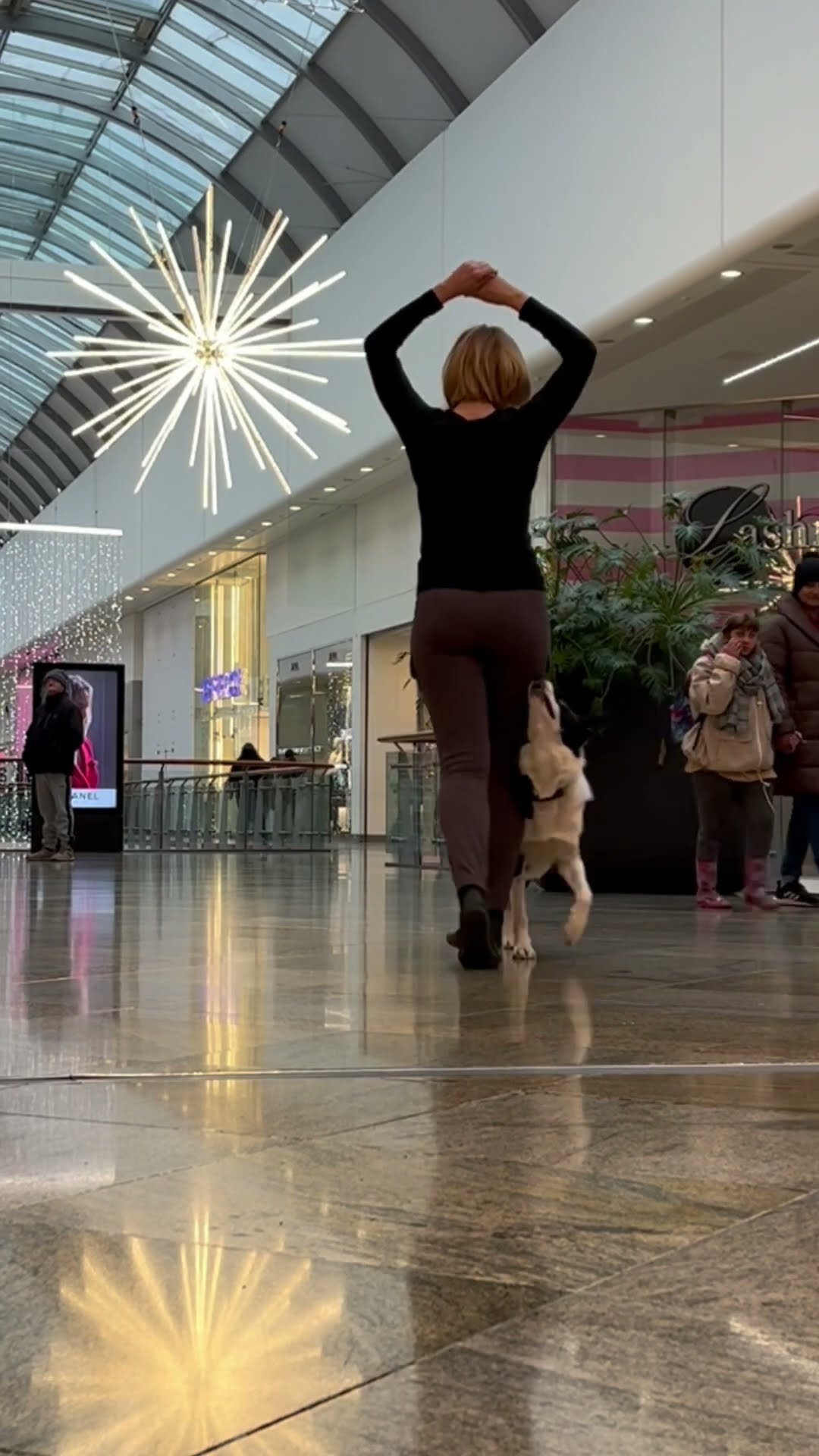 Shopping Mall Dance Dog Training || ViralHog