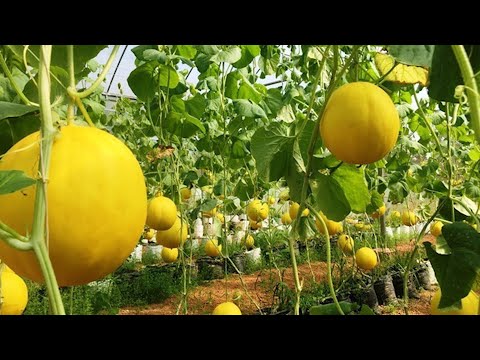 Video Chăm sóc dưa kim hoàng hậu giai đoạn cho quả | VTC16 - youtube