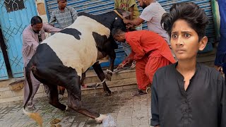 Bakra Eid 1st Day Vlog😳Cow Qurbani😓