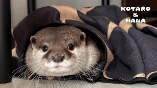 Otter Teases Family with Her Hide-and-Seek Antics