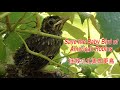 Save a Baby Bird of American Robins. Never seen this on YouTube. 你從未見過的拯救小北美知更鳥.