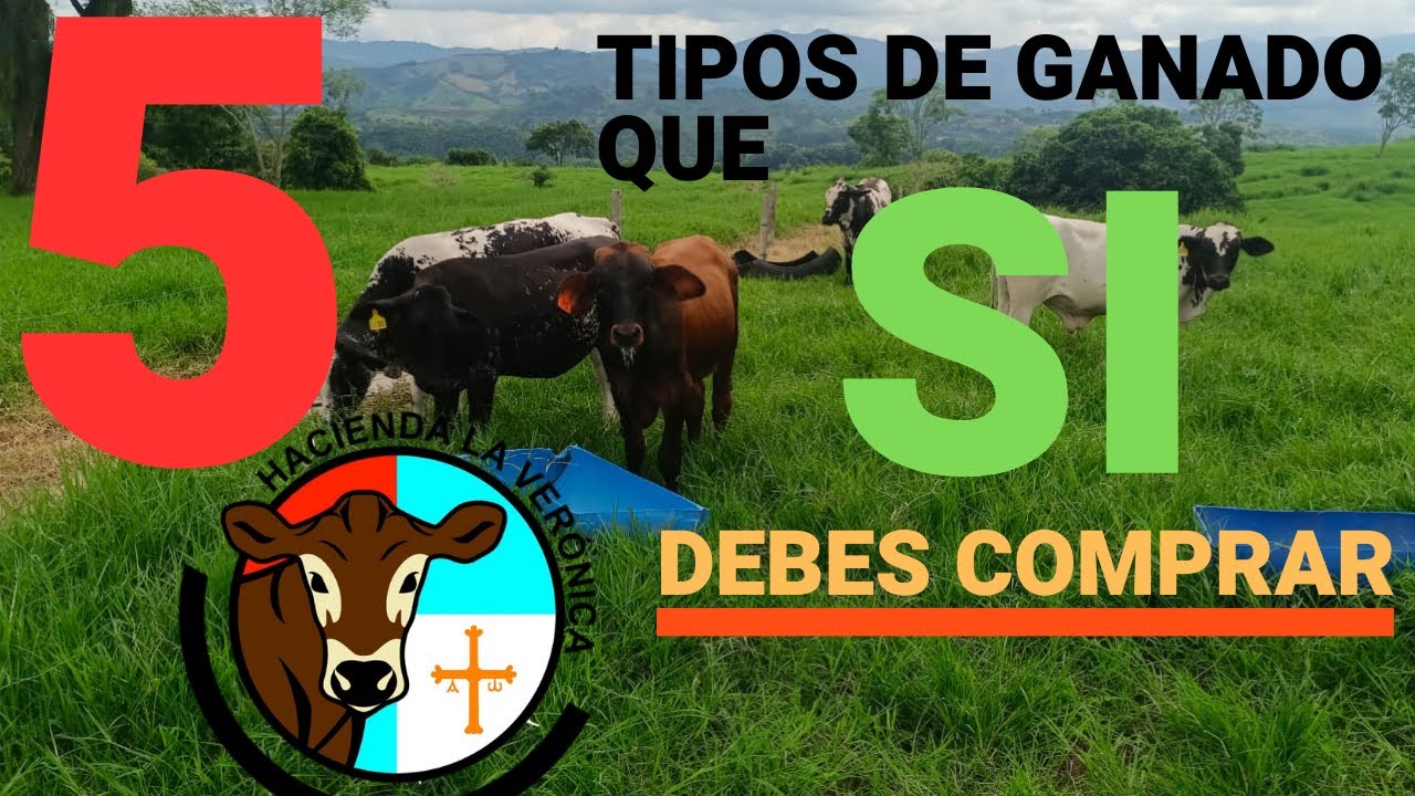 5 TIPOS DE GANADO QUE SI DEBO COMPRAR - YouTube