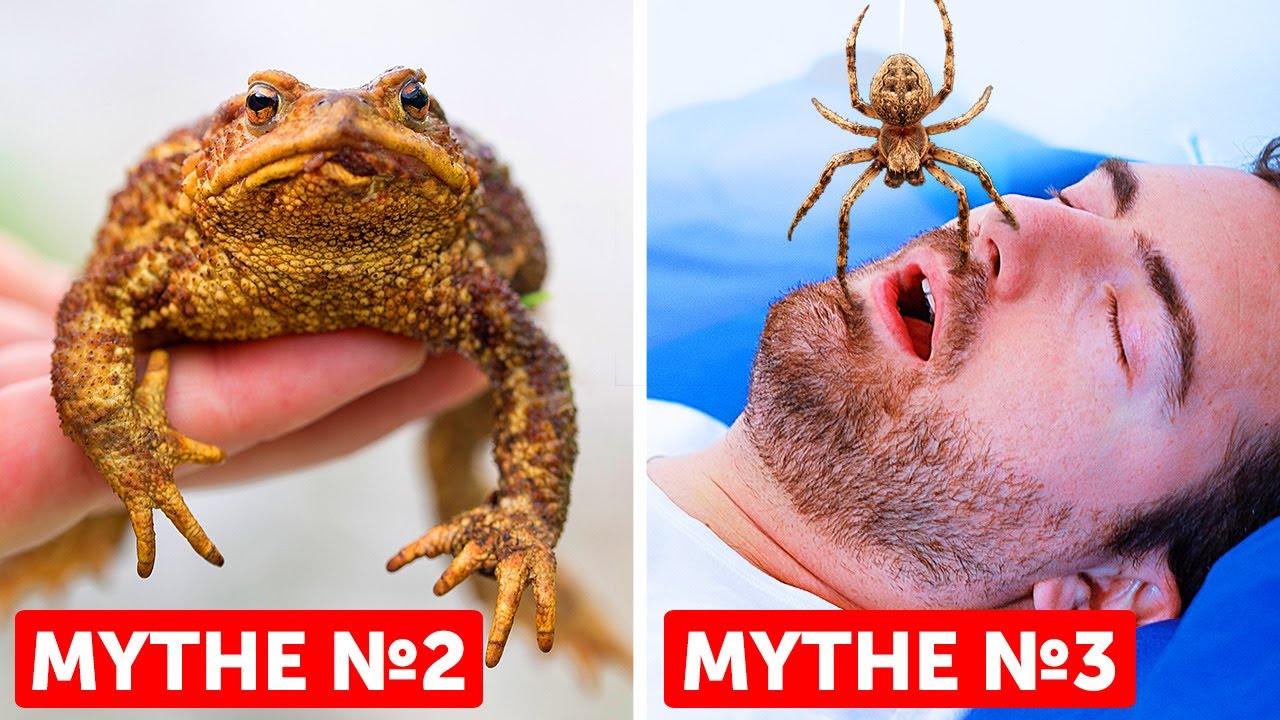 27 Mythes que nous avons tous crus vrais mais qui s’avèrent faux