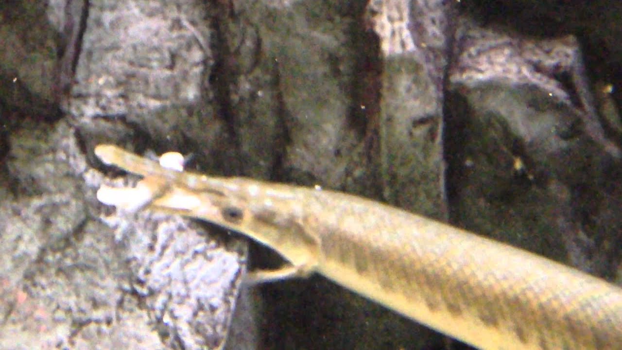 Cabela's Aquarium Fish Feeding Frenzy YouTube