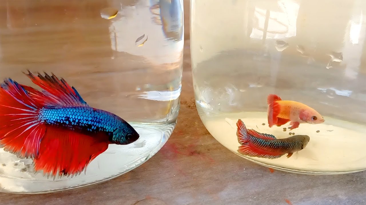 The First Raising Betta Fish Properly YouTube