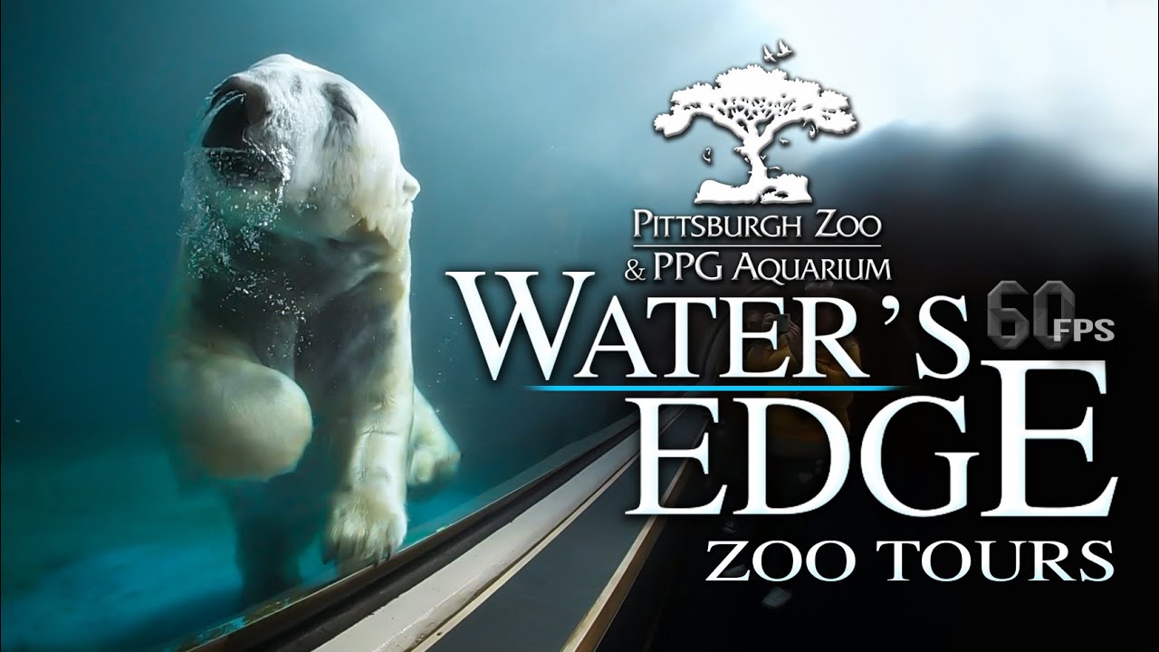 Zoo Tours: The Pittsburgh Zoo's Ppg Aquarium - Youtube