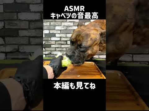 【大食い犬ASMR】 キャベツの咀嚼音が最高すぎる愛犬MUKBANG Dog eats raw meat bones #shorts