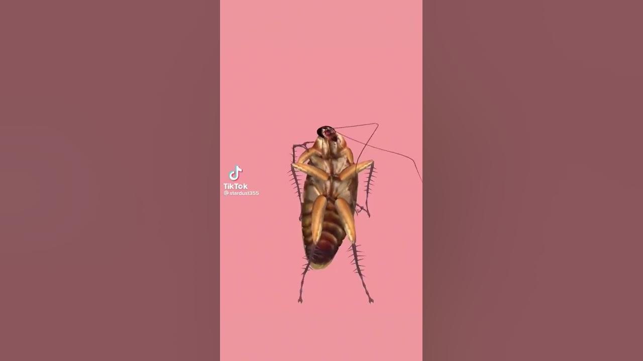 la cucaracha, la cucaracha ya no puede caminar
