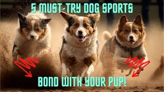 Fun Dog Sports For Active Pups Curious Corner.