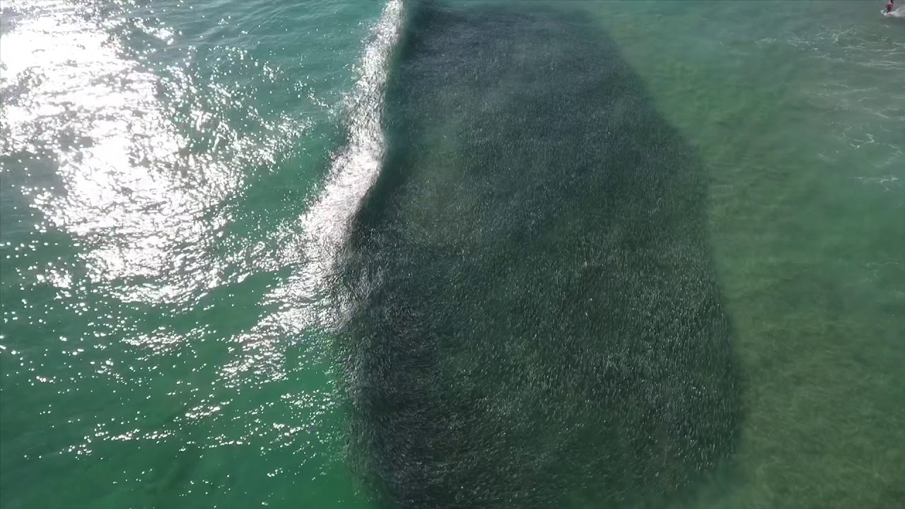 Mullet run 2018 - TARPON