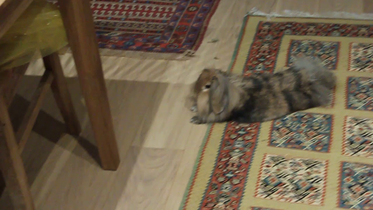 Rabbit stretching YouTube