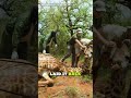They Saved a Giraffe in 10 Minutes #animalfacts #animals #help #giraffe #wildlife
