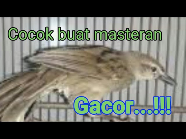 Suara Burung Cica Koreng jawa class=