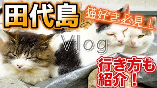 【宮城】猫の島で有名な「田代島」に行ったら、そこは癒しの楽園でした【島旅Vlog】'Tashirojima' Cat Island in Japan!