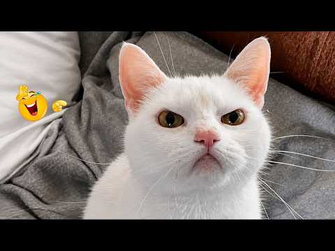 FUNNY CAT VIDEOS That Will Make Your Day Better 😹😂| Funny Cat Videos 🐈