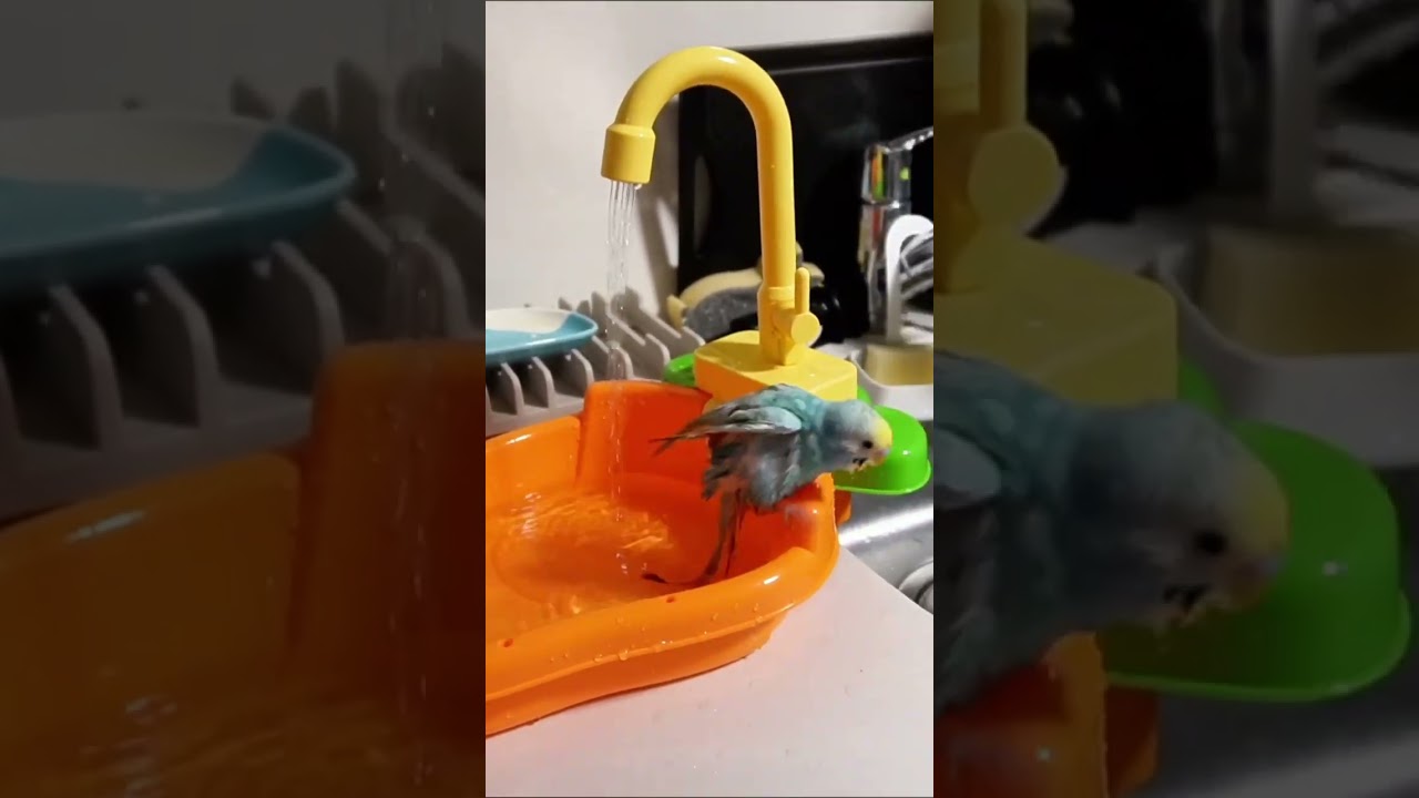 初めての水浴びインコ #shorts