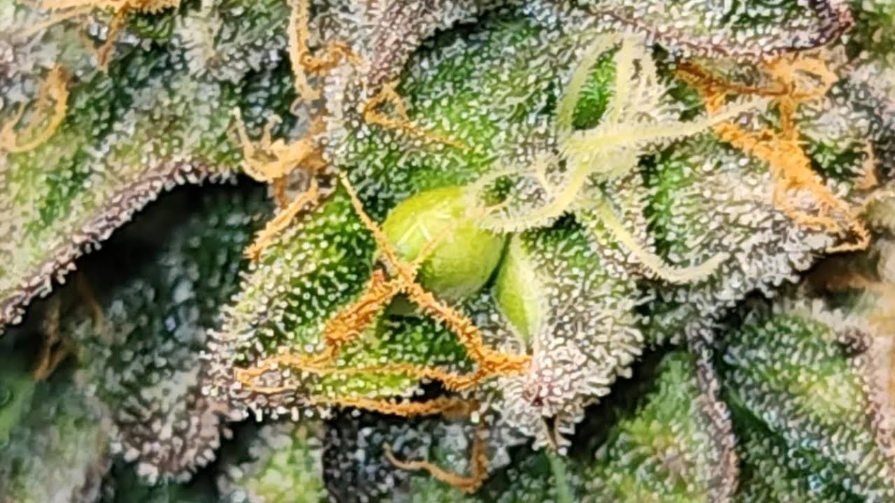 Gelato 33 at flower week 6 day 41 (+39 veg) & week 4 day 23 (+20 veg) pollinated with 90s Blueberry