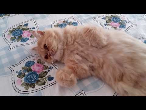 Video: Kedi Hamilelik Belirtileri