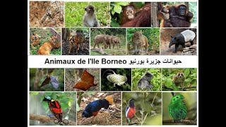 La faune de Bornéo حيوانات جزيرة بورنيو