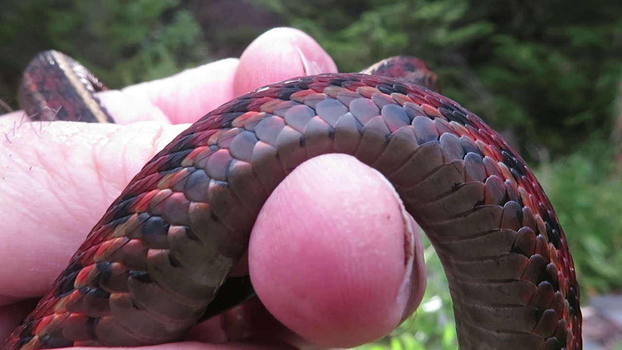 rat snakes in alabama Beautiful Adult Coastal Garter Snake Found In Santa Cruz Mountains