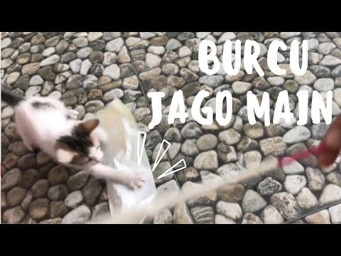 ANAK KUCING BURCU MULAI AKTIF BERMAIN