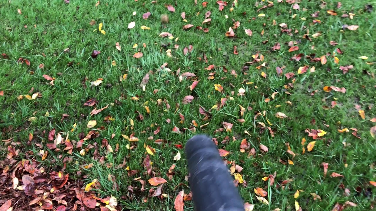 Blowing Leaves Off New Grass YouTube