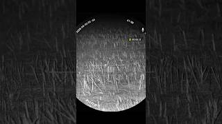 Pixfra Volans 4k Night Vision Scope & Fx Maverick Airrifle shooting & hunting rabbits @ Aussie Farm