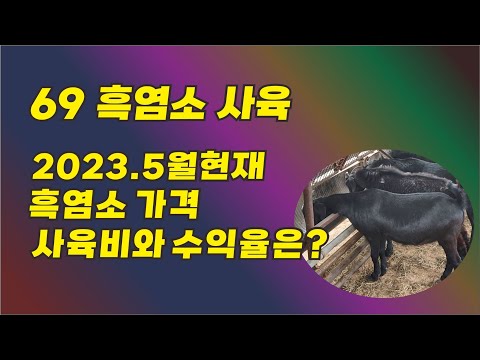 69 흑염소 사육 2023년 5월 현재 흑염소 가격과 사육비 그리고 수익율은 