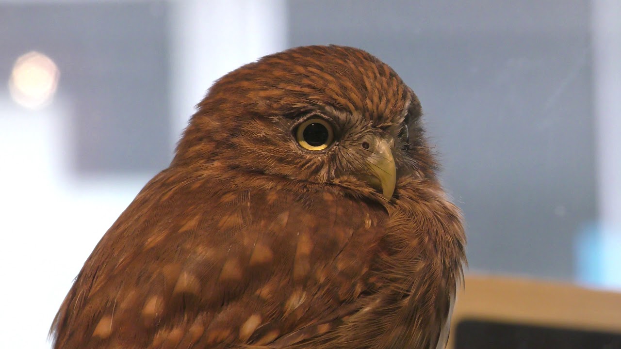 アカ スズメ フクロウ