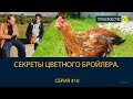 Описание кур цветных пород