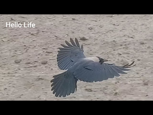 Crows are eating after the rain...