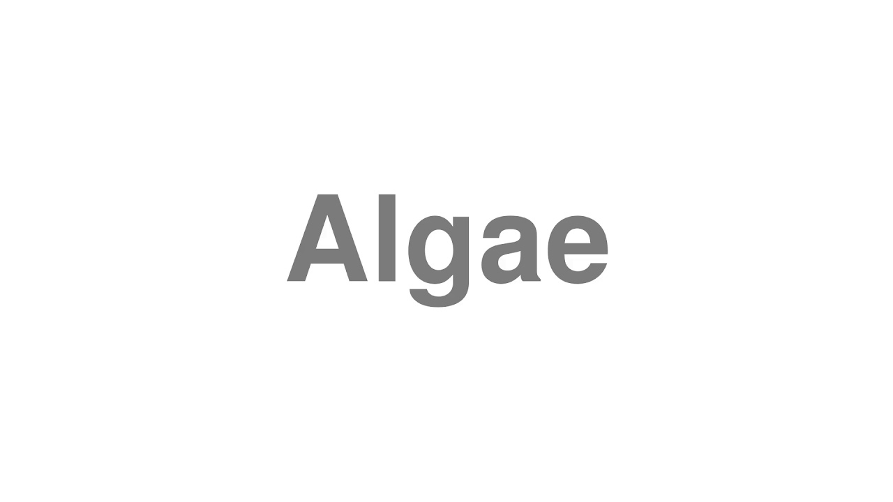 How to Pronounce "Algae"