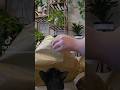 Unbox my Monstera Thai Constellation with me #unboxingvideo #thaiconstellation #plants #plantlover