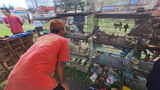 Download Lagu Murahnya kebangetan satu cuma 10k burung masteran  MP3