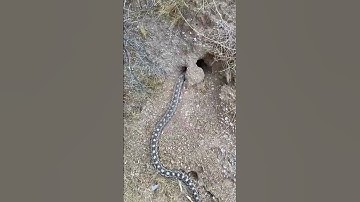 Gophersnake goes home