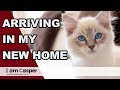 Ragdoll kitten Casper first moments after arriving in new home