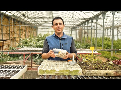 Vídeo: Plantació de llavors de tardor: bones plantes per sembrar de tardor
