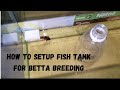 Step by step how to setup aquarium for betta fish breeding