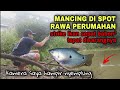 MANCING IKAN SEPAT DI RAWA PERUMAHAN || ikannya babon² broo..