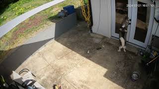 Husky opening door to enter house