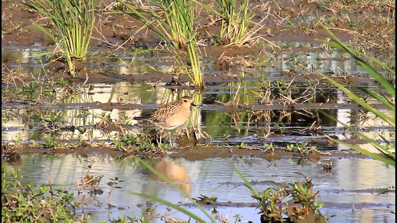 Pacific Gold Plover YouTube