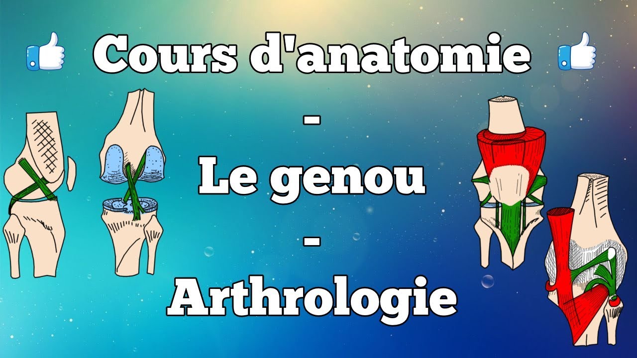 video phone beyonce mp3 Anatomie du membre inférieur - Le genou