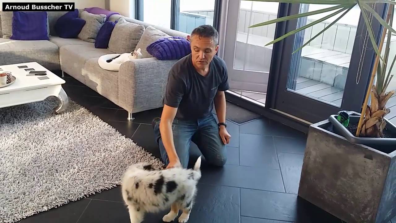 Leren zitten en liggen - Puppy Cursus Hondenspecialist Arnoud Busscher