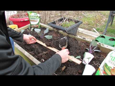Planting Cabbages in