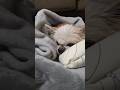 【認知症と闘う18歳のチワワ】老いてもなお愛おしい #チワワ #チワワちゃん #犬のいる生活 #癒し #shorts