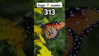 Celebrity Angel number 313✨ Wealth