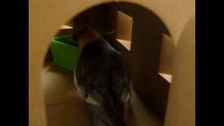 Download lagu ãªã«ã¡ãã¦ã¹ããã®ï¼