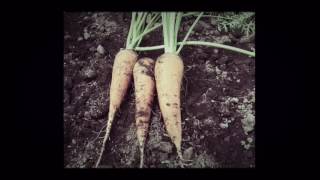 1日 断食 効果 体重